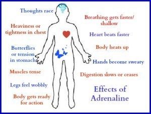 Effects of adrenaline